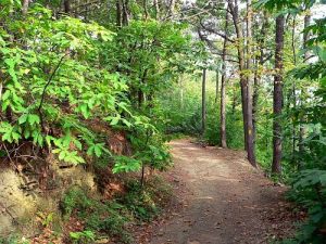 bosco-santa-lucia-500