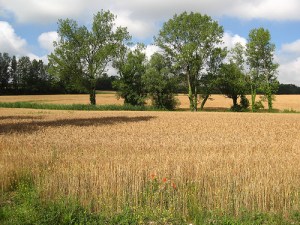 campo_di_grano