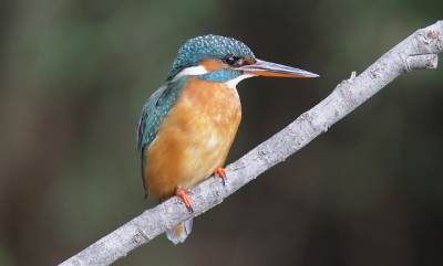 ASorace Martin pescatore