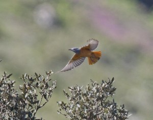 Codirossone @ASorace