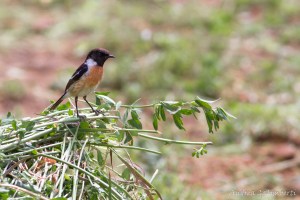 Saltimpalo @Andrea Galimberti