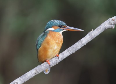 Martin pescatore @AlbertoSorace